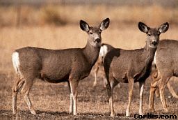 Deer