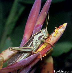 Locust