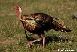 Wild Turkey