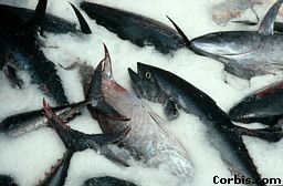 Tuna on Ice