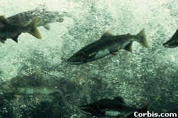 Salmon