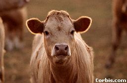 Dairy Cow