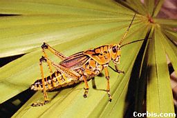 Grasshopper