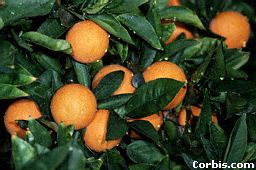 Oranges